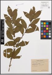 Foto von Salix caprea L. x Salix purpurea L.
